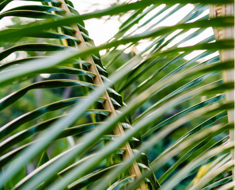 Palm leaves