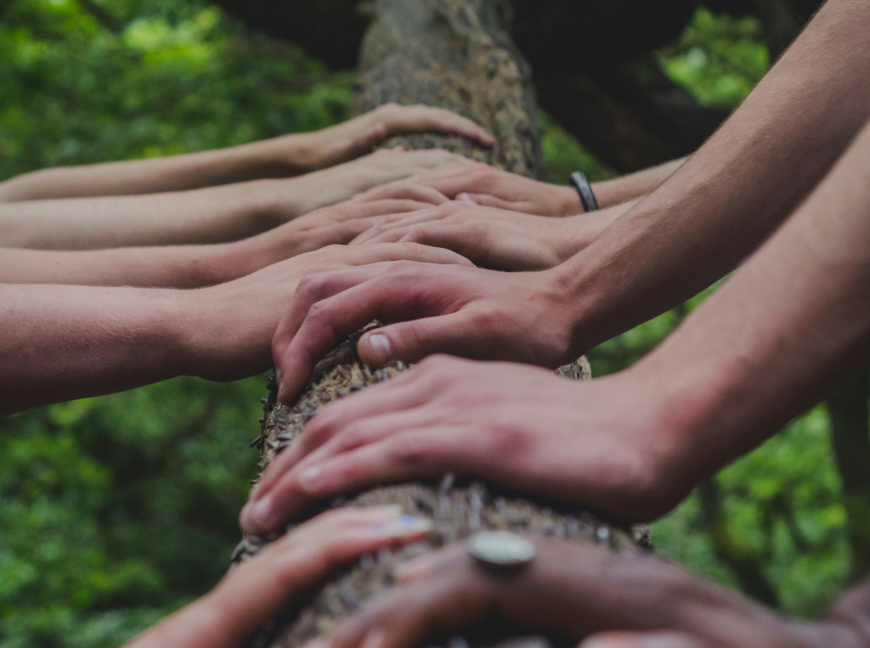 Hands reaching up to a tall tree with green leaves.